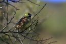Cirl_Bunting